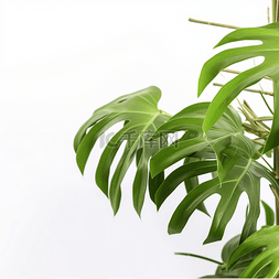 中国植物纹样图片_植物装饰龟背竹叶子简约元素