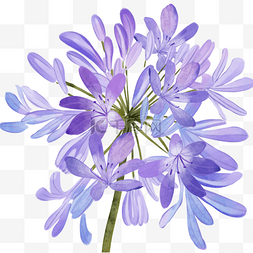 百子莲水彩花卉植物紫色花
