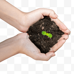 植物种子图片_手捧土壤种子发芽