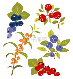 红黑植物图片_莓果集