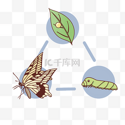 卵生动物卵蝴蝶蜕变过程