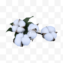植物白色耐热保暖棉花