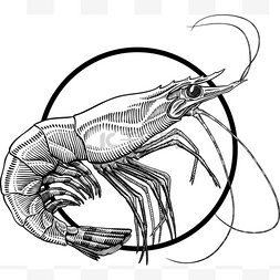 海鲜贝类手绘图片_虾