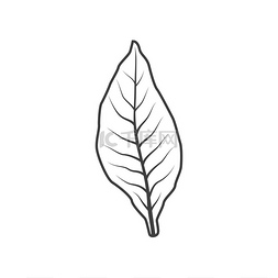 烟叶隔离单色图标用干树叶制作香