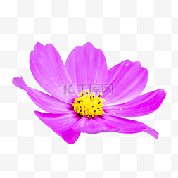 紫色文艺小清新图片_花朵植物花卉鲜花