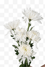 清明清明节扫墓白色菊花