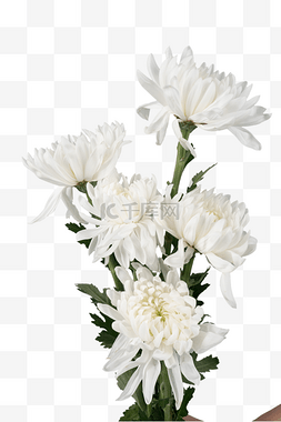 菊花白色图片_清明清明节扫墓白色菊花