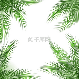 棕榈叶背景图片_棕榈叶框架棕榈叶框架棕榈树绿叶