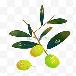 橄榄美容图片_医美护肤成分植物原料绿色橄榄果