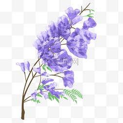好看图片_手绘好看的蓝花楹植物