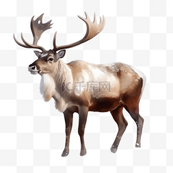 鹿卡通鹿图片_卡通手绘野生动物鹿