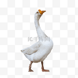 立体方块动物图片_白色大鹅