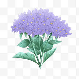 青色花卉图片_绣球花水彩紫色