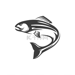 灰白色细线声波图片_大西洋三文鱼射线鳍鱼孤立的单色