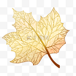 树叶叶脉背景图片_枫叶秋季金色渐变轮廓画