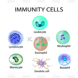免疫学家图片_细胞的免疫功能。设置。白细胞、
