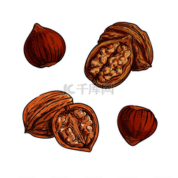坚果的图标图片_榛子和胡桃木素描健康的天然坚果