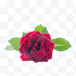玫瑰小花花图片_泡泡玫瑰紫红玫瑰