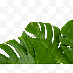 植物叶片图片_龟背竹叶子植物