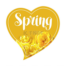 春天的背景是蓬松的黄色郁金香美