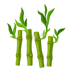绿色树竹图片_绿色竹子茎和叶的插图。