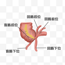 盲肠图片_医疗人体组织器官盲肠
