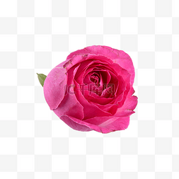 茶鲜花图片_粉色玫瑰摄影图鲜花植物
