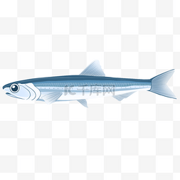 鲱鱼卷鲱鱼图片_鲱鱼观赏海底生物