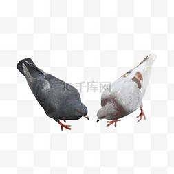 灰色鸟类图片_灰色鸽子和平鸟类动物