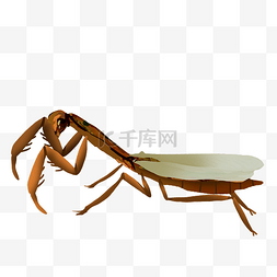 爬行虫子图片_爬行的螳螂动物