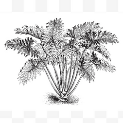手绘线条画植物图片_这张照片显示蔓绿绒羽植物。它的