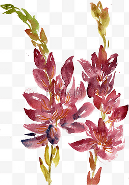 红色的花丛图片_摇曳的玉米鸢尾花