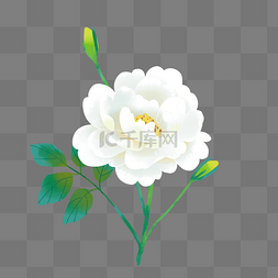白色蔷薇花花朵