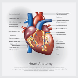 解剖图片_人类心脏解剖矢量图