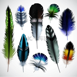 彩色羽毛背景图片_异国情调的鸟类天然染色斑点绿色