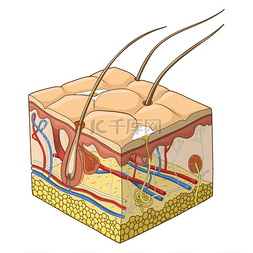 卵巢结构图片_皮肤结构矢量图