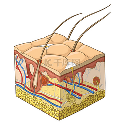 皮肤结构矢量图