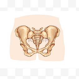 腰带手绘图片_骨盆带标记的图