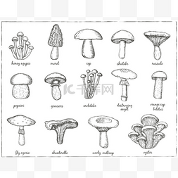 手绘木耳图片_设计菜单的蘑菇集合
