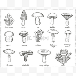 手绘and图片_设计菜单的蘑菇集合