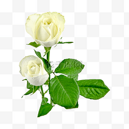 杂交玫瑰图片_自然求爱白玫瑰