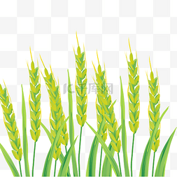 绿色小麦麦子