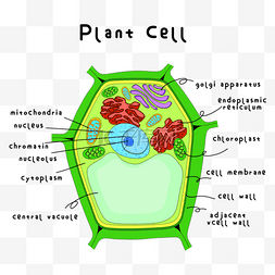 食物人设图片_植物医学细胞剖面插图
