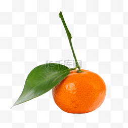 水果桔子图片图片_砂糖橘带叶橘子