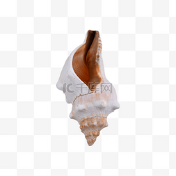 海螺外壳摄影图动物