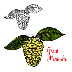 果实的叶子图片_热带水果的大桑椹或印度桑椹诺尼