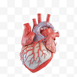 医疗人体组织器官图片_医学医疗人体器官组织心脏