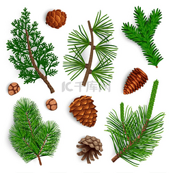 绿色松针叶图片_设置为松树锥形冷杉针叶的孤立图