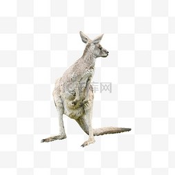 草原澳大利亚野生袋鼠