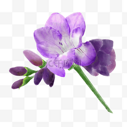 杜鹃花图片图片_杜鹃花紫色鲜花图案